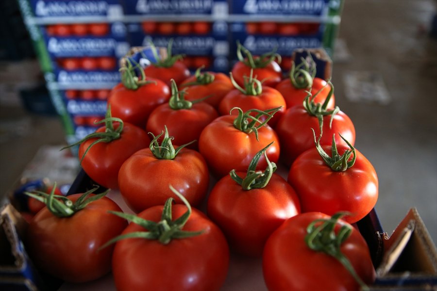 Seralarda Yetişen Domates Ve Biber 45 Ülkede Sofralara Taşınıyor