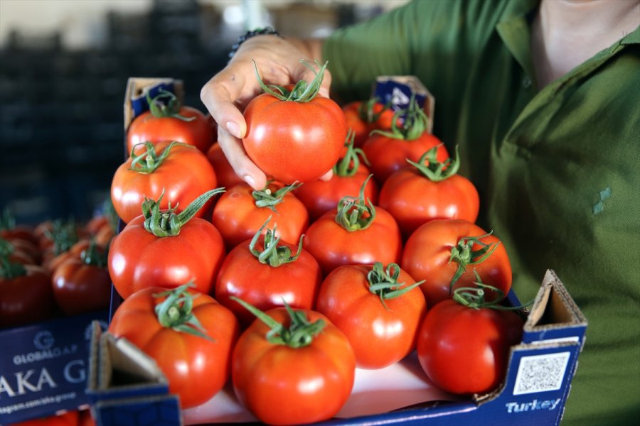 Seralarda Yetişen Domates Ve Biber 45 Ülkede Sofralara Taşınıyor