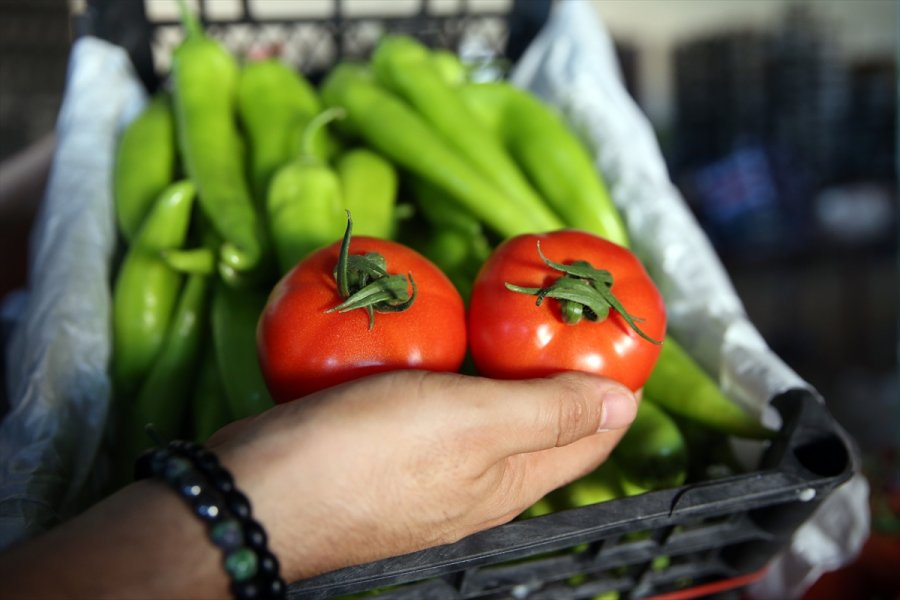 Seralarda Yetişen Domates Ve Biber 45 Ülkede Sofralara Taşınıyor