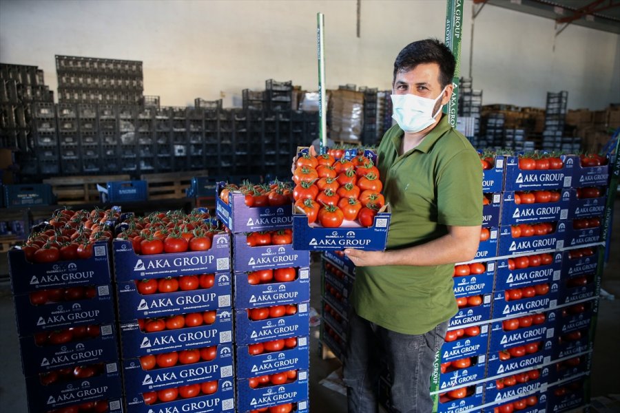 Seralarda Yetişen Domates Ve Biber 45 Ülkede Sofralara Taşınıyor