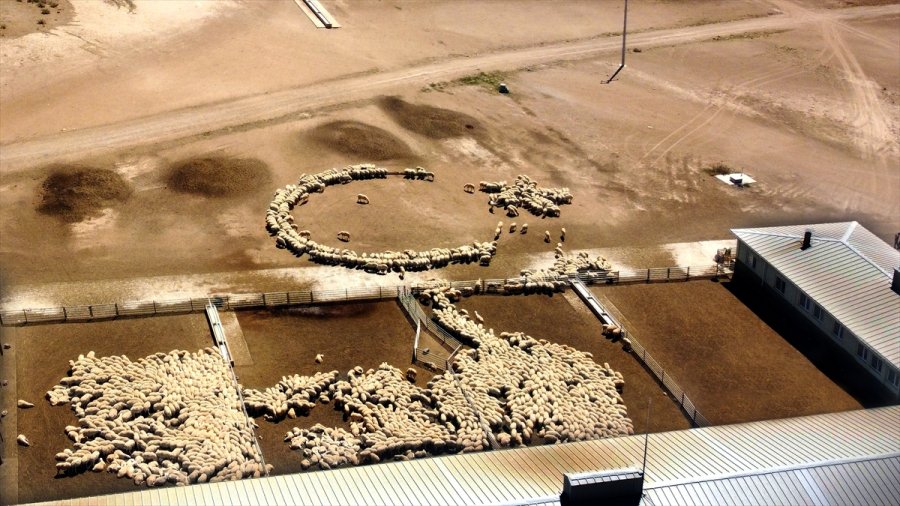 Tigem'in Islah Çalışmaları Yerli Küçükbaşta Verimi Artırdı