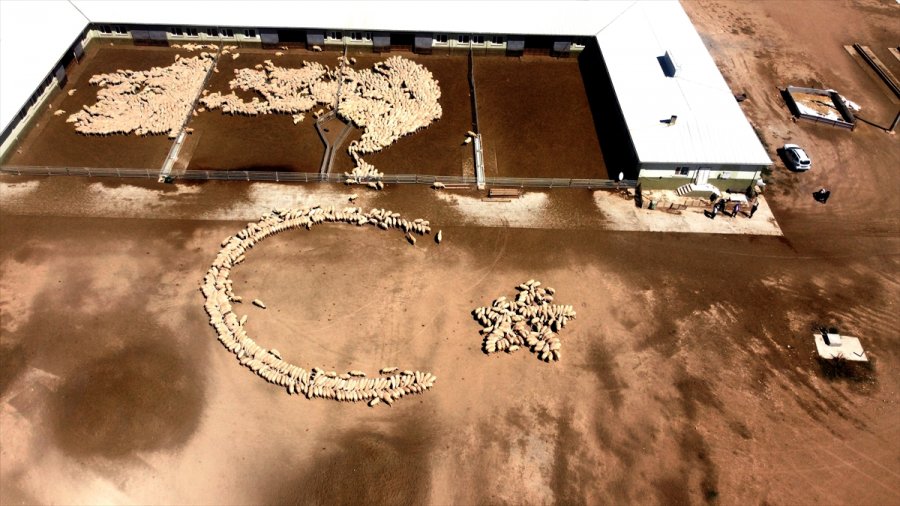 Tigem'in Islah Çalışmaları Yerli Küçükbaşta Verimi Artırdı