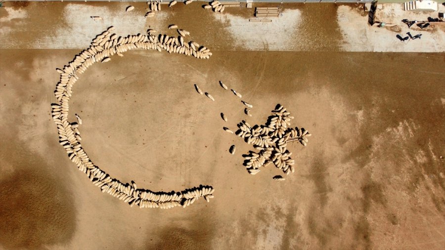 Tigem'in Islah Çalışmaları Yerli Küçükbaşta Verimi Artırdı