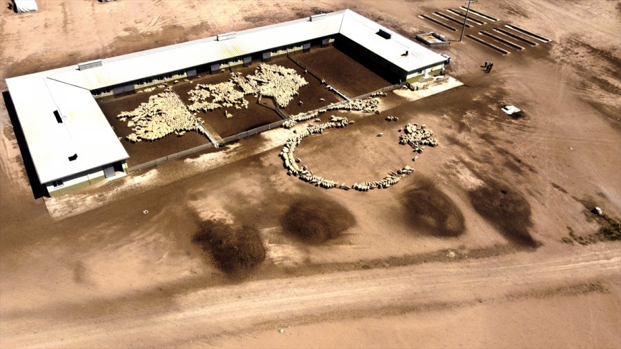 Tigem'in Islah Çalışmaları Yerli Küçükbaşta Verimi Artırdı