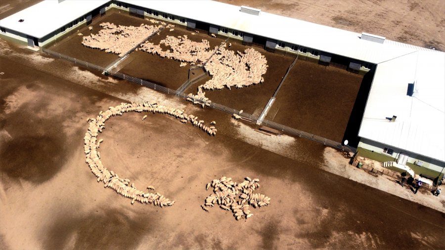 Tigem'in Islah Çalışmaları Yerli Küçükbaşta Verimi Artırdı