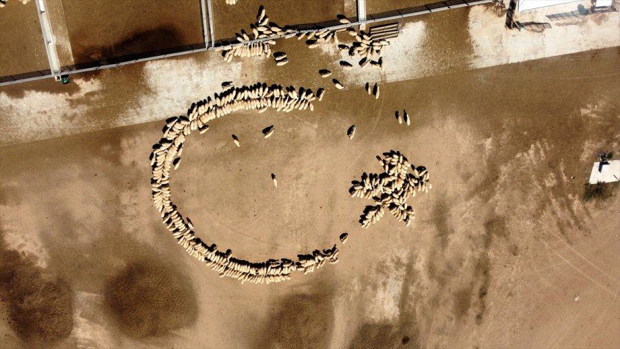 Tigem'in Islah Çalışmaları Yerli Küçükbaşta Verimi Artırdı