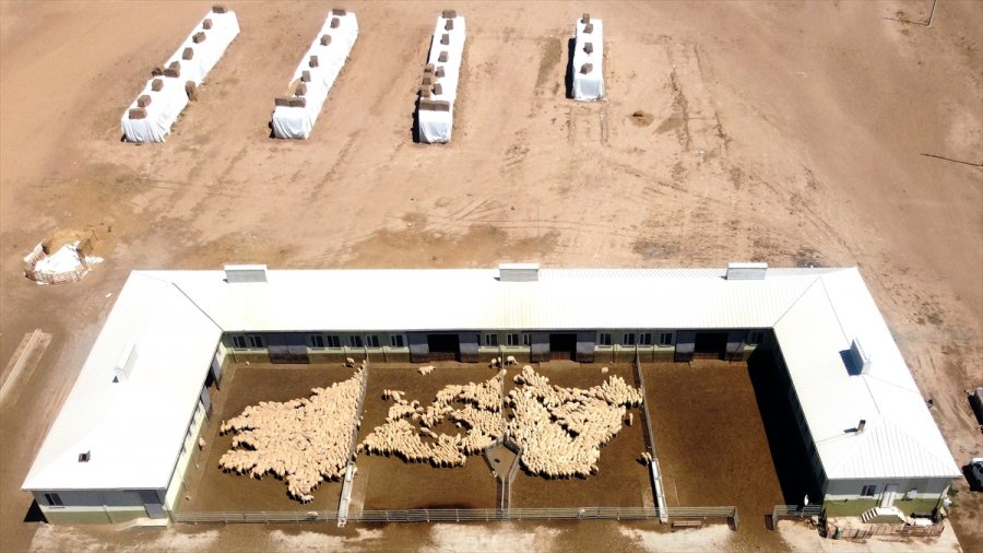 Tigem'in Islah Çalışmaları Yerli Küçükbaşta Verimi Artırdı