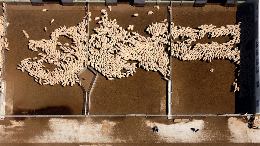 Tigem'in Islah Çalışmaları Yerli Küçükbaşta Verimi Artırdı