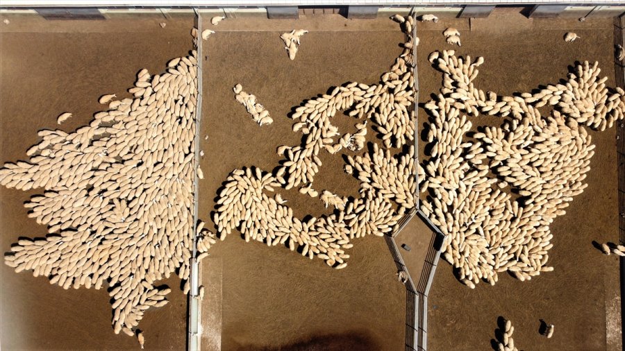 Tigem'in Islah Çalışmaları Yerli Küçükbaşta Verimi Artırdı