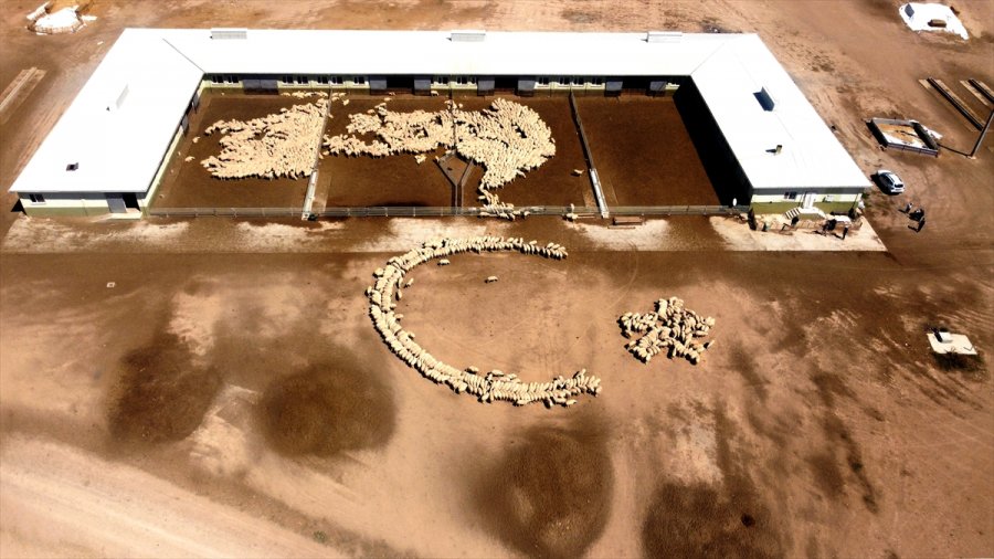 Tigem'in Islah Çalışmaları Yerli Küçükbaşta Verimi Artırdı