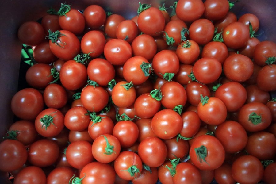 Türkiye'nin 8 Aylık Yaş Meyve Sebze İhracatının Şampiyonu Kiraz Ve Domates Oldu