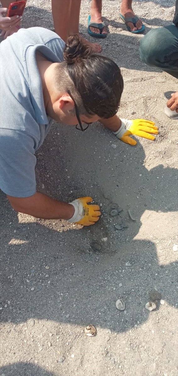 Antalya'da Caretta Caretta Yavruları Denizle Buluştu