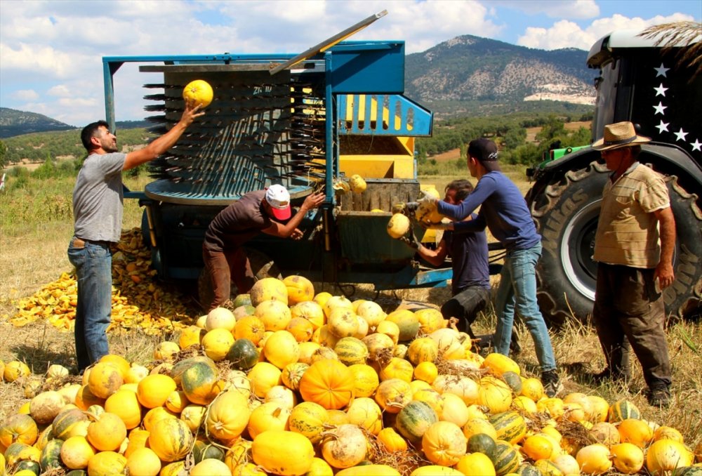 Beyşehir'de Deneme Amaçlı Çekirdeklik Kabak Yetiştirildi
