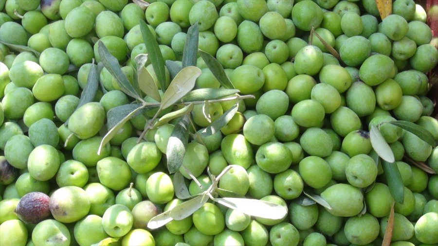 Silifke'de Zeytin Hasadı Başladı