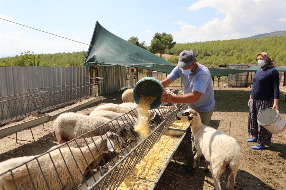 Antalya'da Kurtların Küçükbaş Hayvanlarını Telef Ettiği Aile Belediyenin Hediye Ettiği 15 Koyunla Sevindi