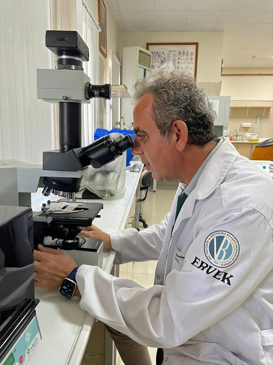 Asya Kaplan Sivrisineği Ve Diğer Riskli Türlerin Karadeniz'deki Varlığı Tespit Edilecek