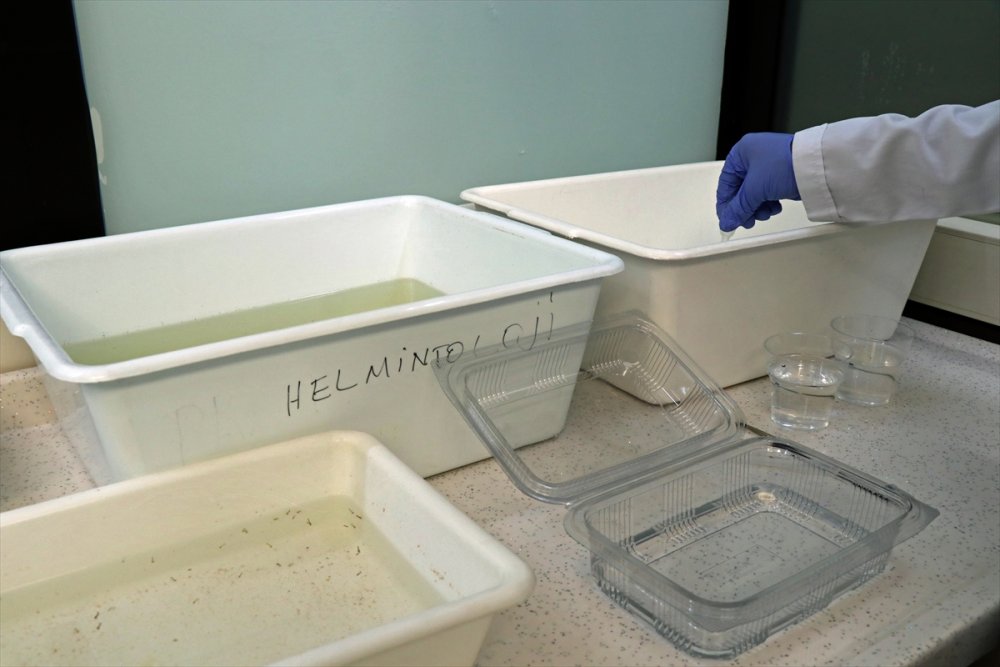 Asya Kaplan Sivrisineği Ve Diğer Riskli Türlerin Karadeniz'deki Varlığı Tespit Edilecek