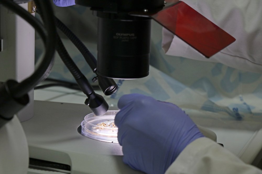 Asya Kaplan Sivrisineği Ve Diğer Riskli Türlerin Karadeniz'deki Varlığı Tespit Edilecek