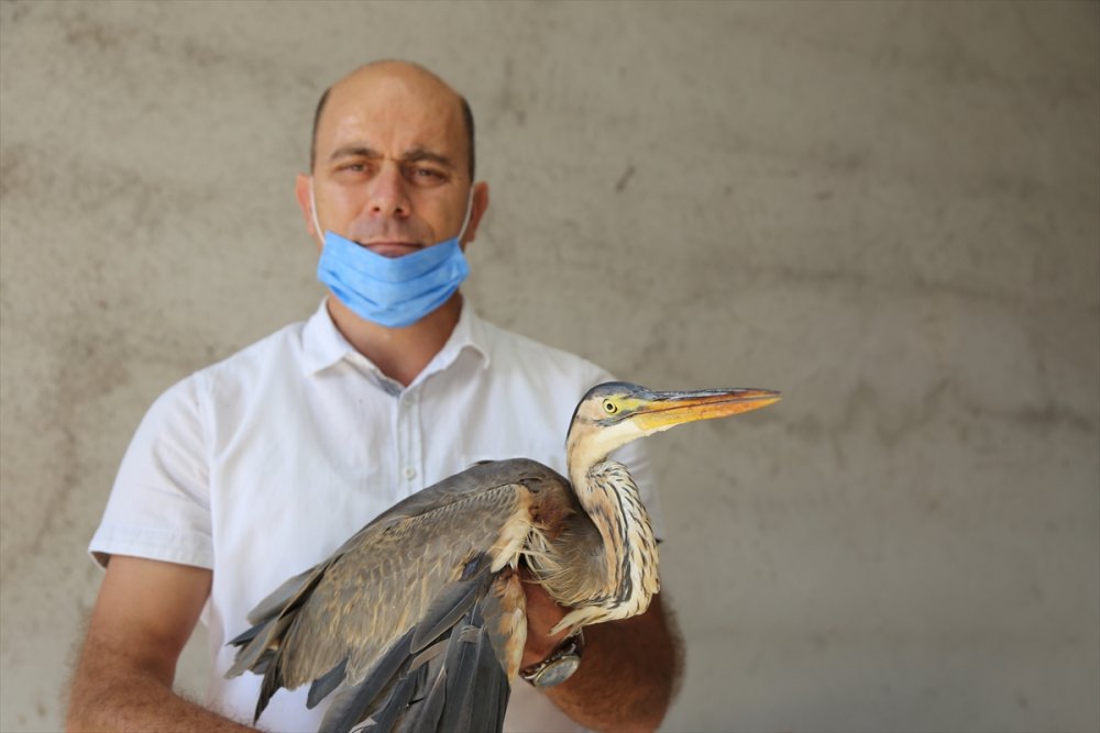 Konya'da Yaralı Bulunan Balaban Kuşu Tedavi Altına Alındı
