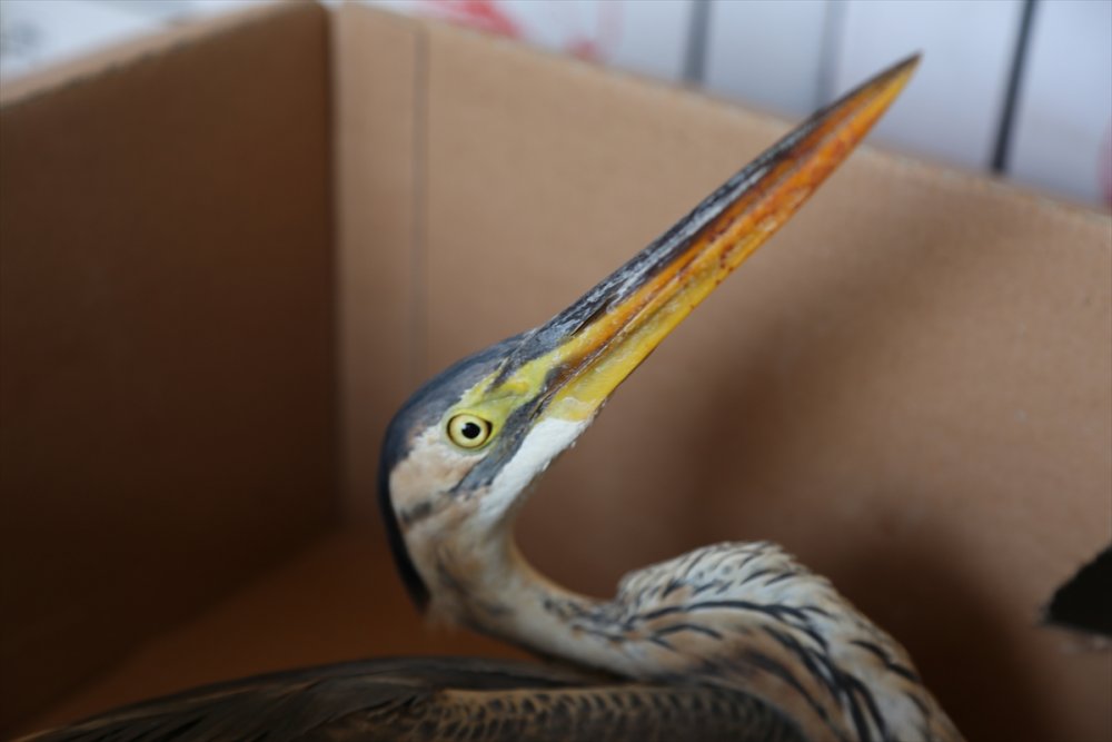 Konya'da Yaralı Bulunan Balaban Kuşu Tedavi Altına Alındı