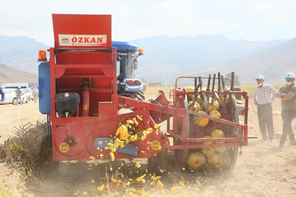 Develi'de Sertifikalı Tohumluk Kabak Çekirdeği Hasadı