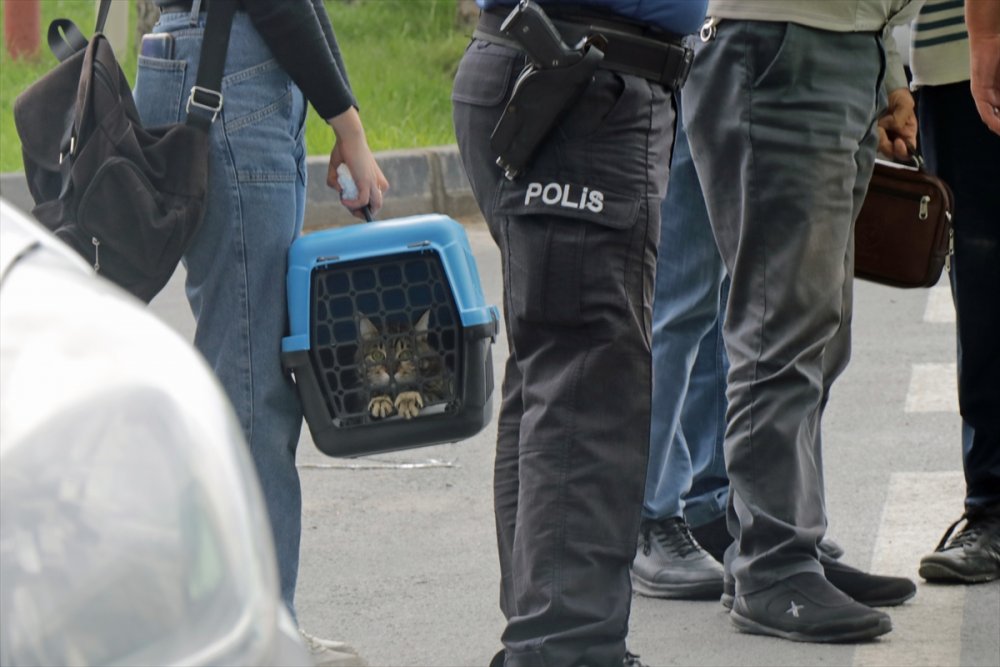 Kedisini Veterinere Götürürken Kaza Yaptı