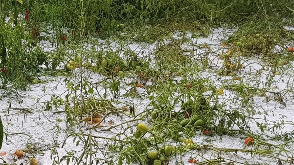 Mersin'de Yağan Dolu, Ekili Alanlara  Zarar Verdi