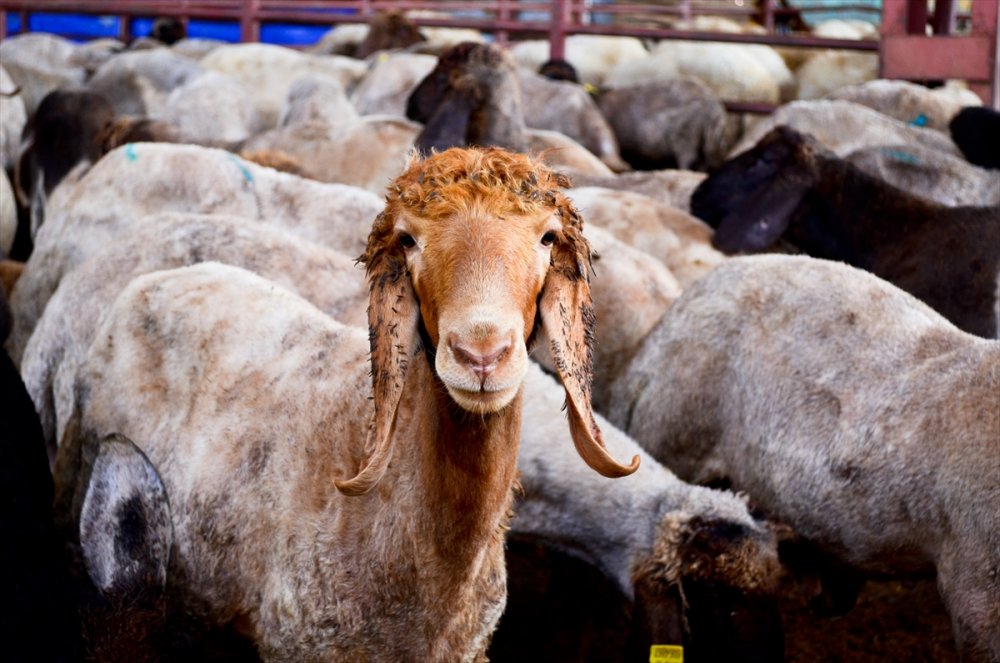 Mersin'de Hayvan Pazarına Giren Sokak Köpekleri 40 Küçükbaş Hayvanı Telef Etti