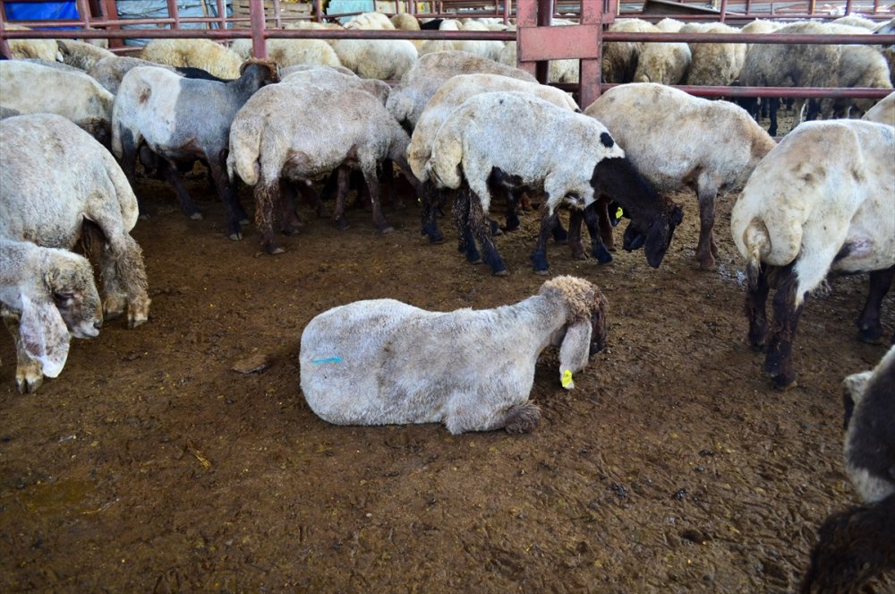 Mersin'de Hayvan Pazarına Giren Sokak Köpekleri 40 Küçükbaş Hayvanı Telef Etti