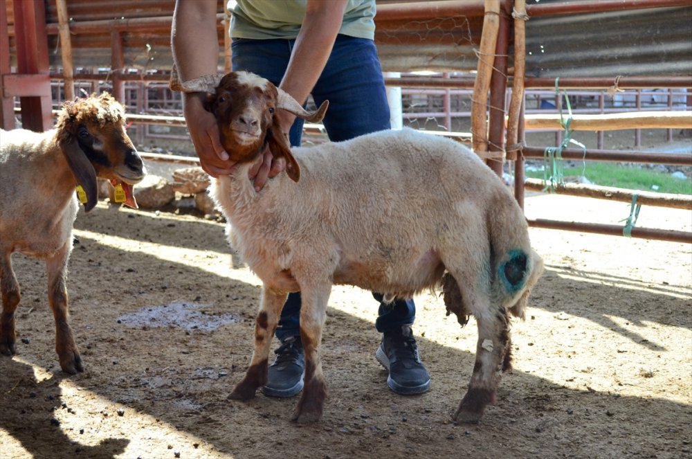 Mersin'de Hayvan Pazarına Giren Sokak Köpekleri 40 Küçükbaş Hayvanı Telef Etti