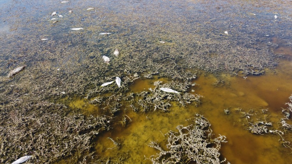 Beyşehir Gölü Kenarındaki Sulak Alan Kurudu, Yüzlerce Balık Telef Oldu