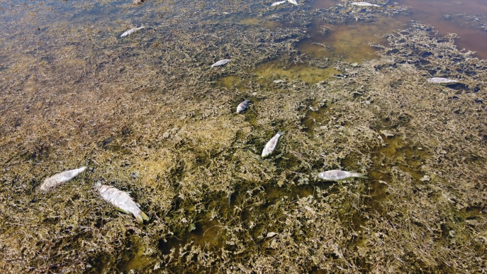 Beyşehir Gölü Kenarındaki Sulak Alan Kurudu, Yüzlerce Balık Telef Oldu