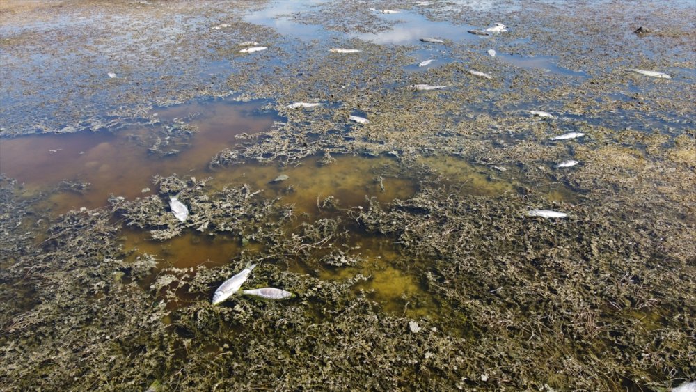 Beyşehir Gölü Kenarındaki Sulak Alan Kurudu, Yüzlerce Balık Telef Oldu