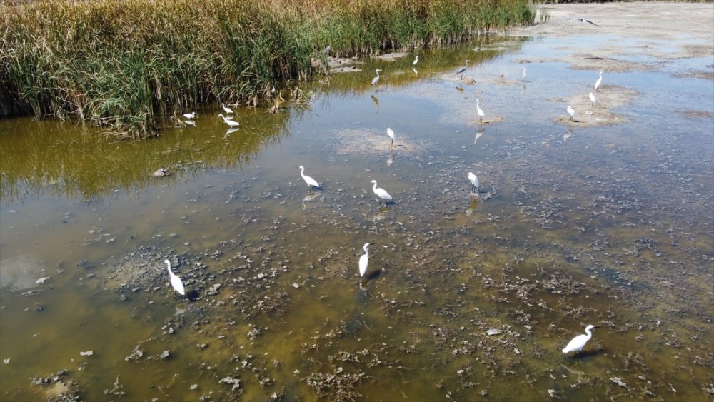 Beyşehir Gölü Kenarındaki Sulak Alan Kurudu, Yüzlerce Balık Telef Oldu