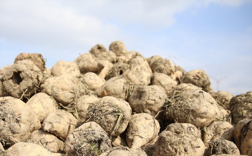 Kazım Taşkent Eskişehir Şeker Fabrikası'nda Pancar Alımı Başladı