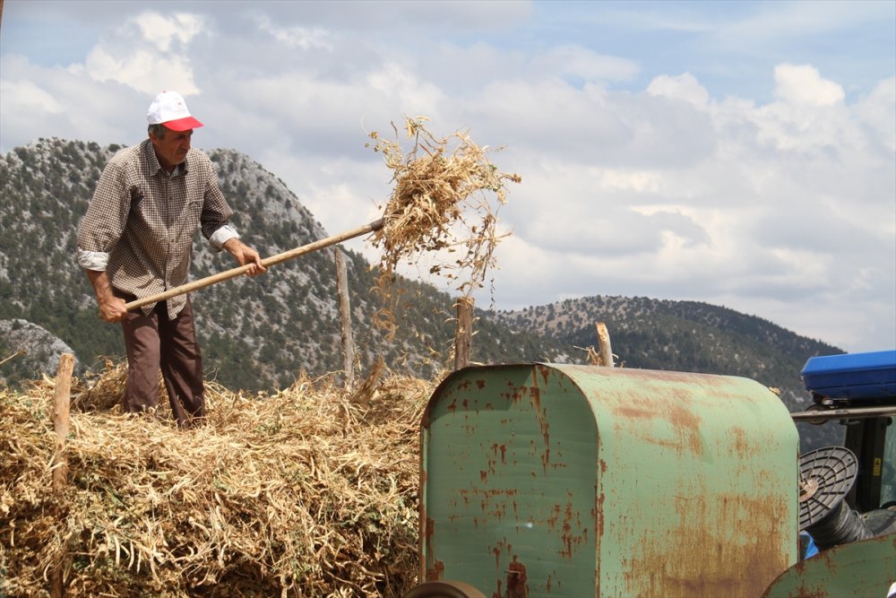 Konya Kuru Fasulye Üretiminde de İddialı