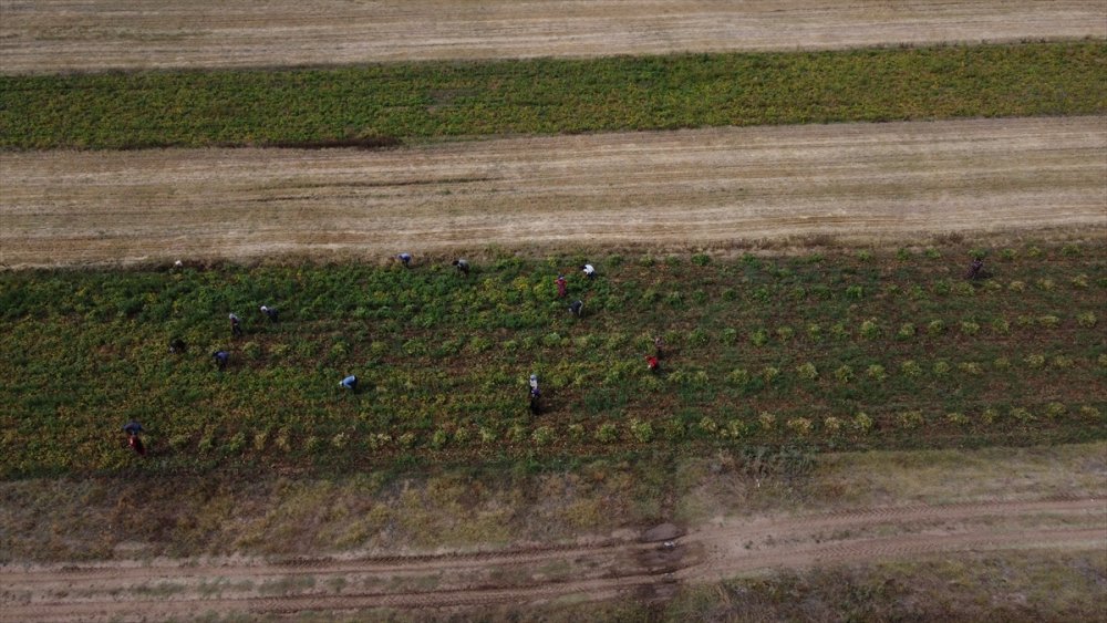 Konya Kuru Fasulye Üretiminde de İddialı