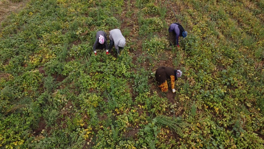 Konya Kuru Fasulye Üretiminde de İddialı