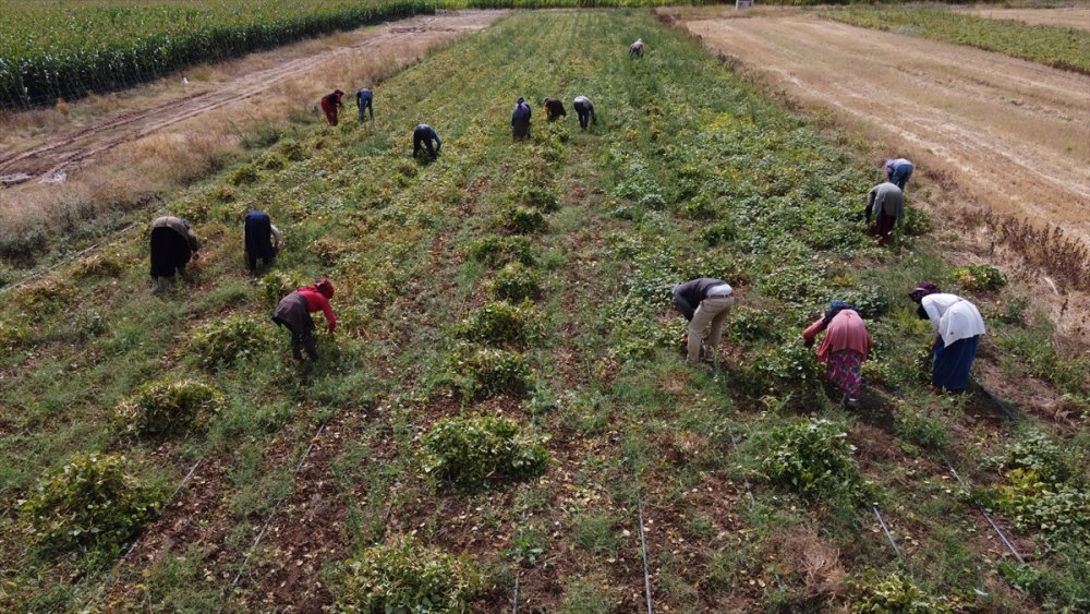 Konya Kuru Fasulye Üretiminde de İddialı