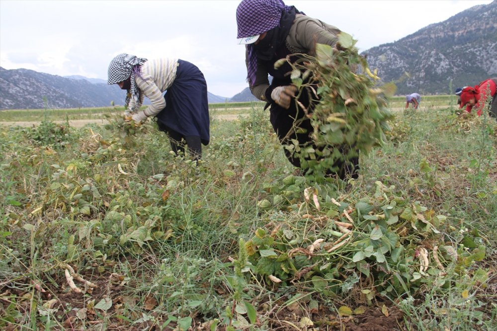 Konya Kuru Fasulye Üretiminde de İddialı