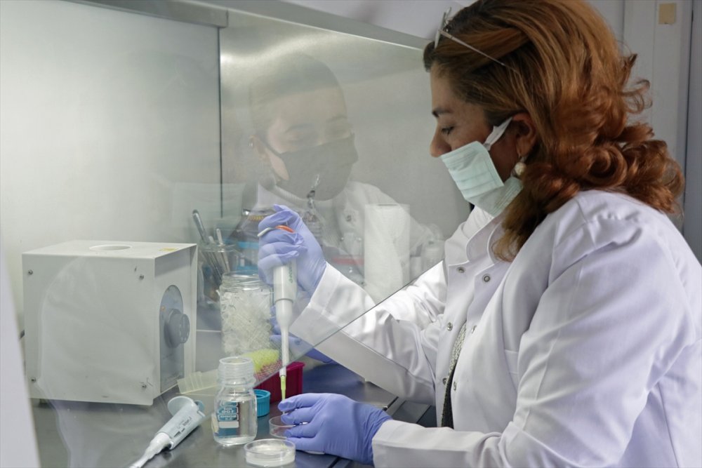 Arı Ürünlerinin Kemoterapinin Yan Etkilerini Azalttığı Bilimsel Olarak Kanıtlandı