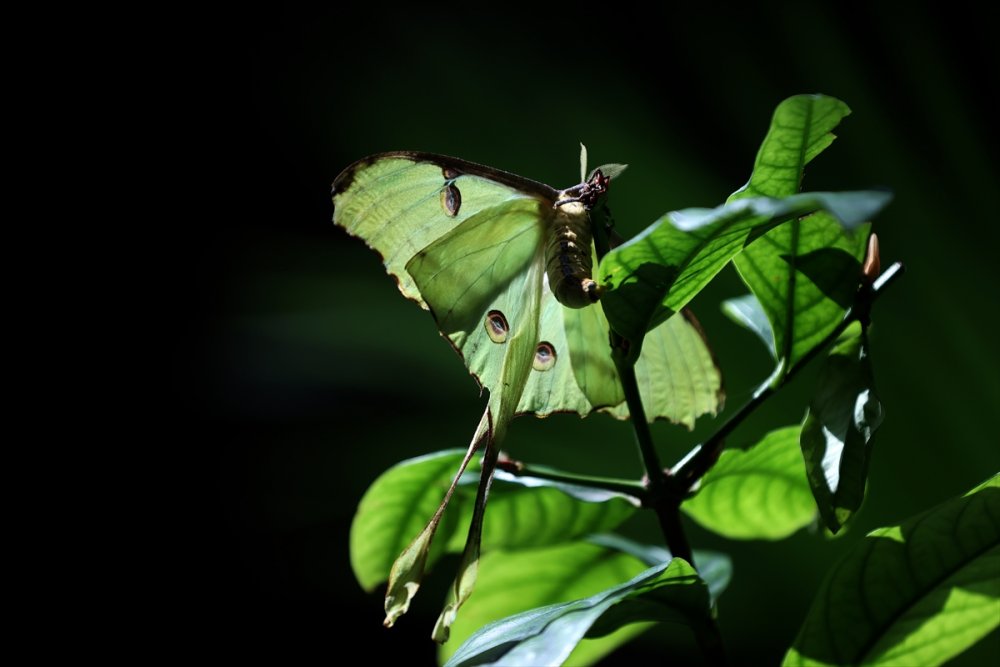 40 Farklı Türden 20 bin Kelebek Burada