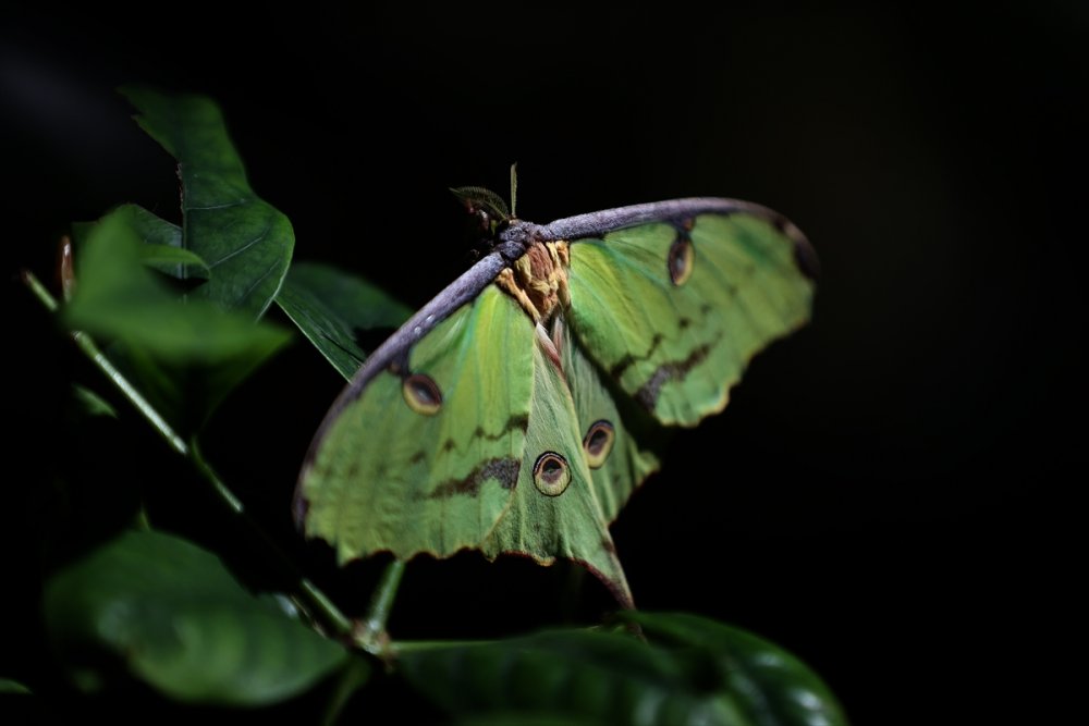 40 Farklı Türden 20 bin Kelebek Burada