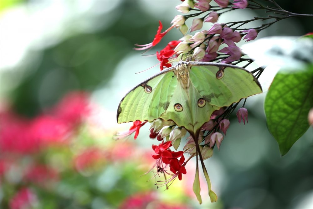 40 Farklı Türden 20 bin Kelebek Burada