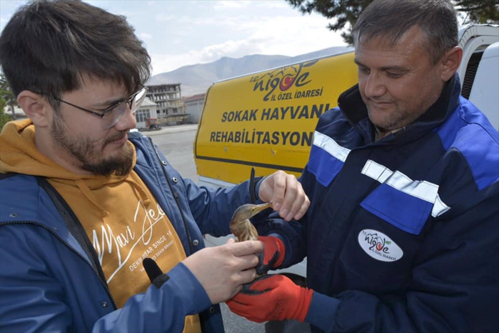 Niğde'de Nesli Tükenmekte Olan Balaban Bulundu