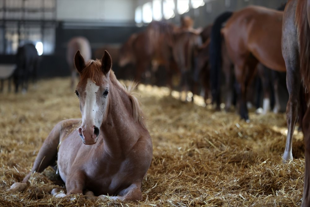 Anadolu Tarım İşletmesi'nde Bu Yıl Doğan 130 Tay 2024'te Pistlerde Boy Gösterecek