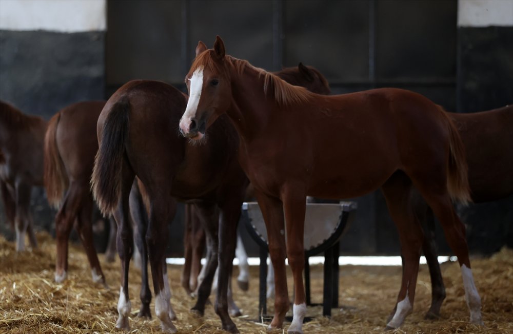 Anadolu Tarım İşletmesi'nde Bu Yıl Doğan 130 Tay 2024'te Pistlerde Boy Gösterecek