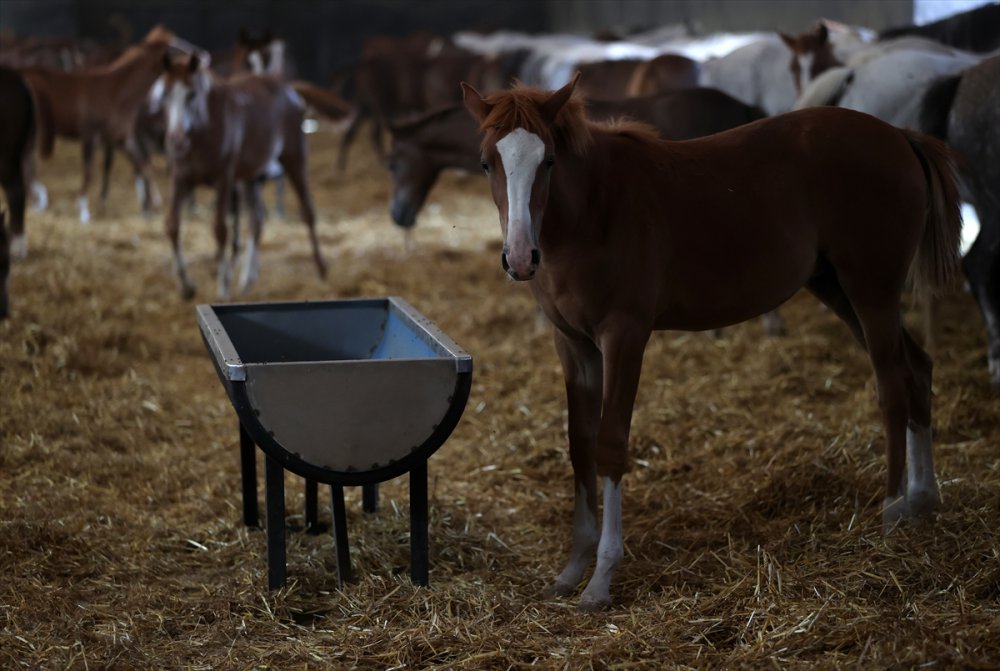 Anadolu Tarım İşletmesi'nde Bu Yıl Doğan 130 Tay 2024'te Pistlerde Boy Gösterecek