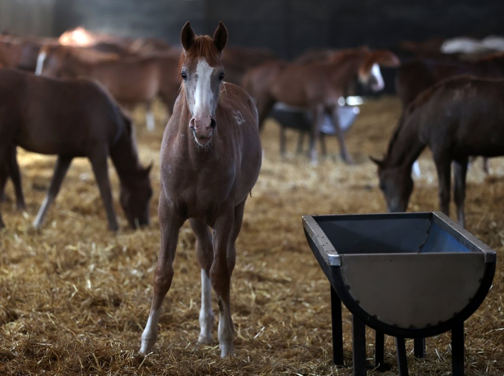 Anadolu Tarım İşletmesi'nde Bu Yıl Doğan 130 Tay 2024'te Pistlerde Boy Gösterecek