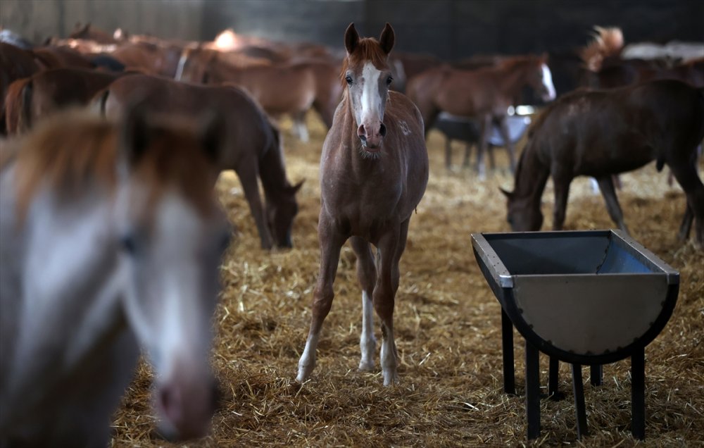 Anadolu Tarım İşletmesi'nde Bu Yıl Doğan 130 Tay 2024'te Pistlerde Boy Gösterecek